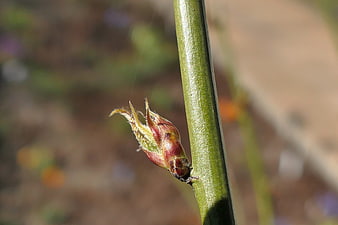Close-up of a fuzzy plant bud on a green stem