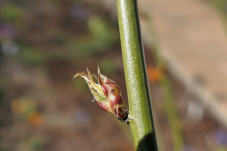 Close-up of a fuzzy plant bud on a green stem