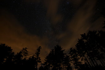 Silhouette of Pine Trees Against Starry Night Sky