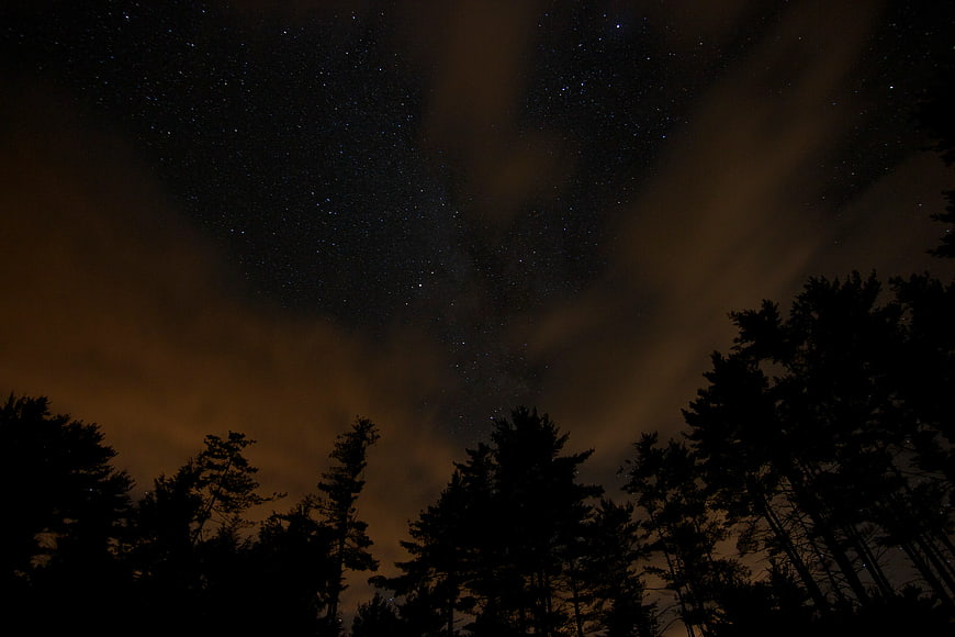 Silhouette of Pine Trees Against Starry Night Sky