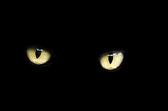 Close-up of glowing yellow cat eyes in the dark
