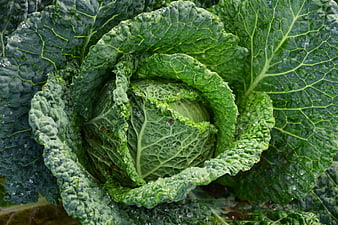 Close-up of fresh green savoy cabbage with water droplets
