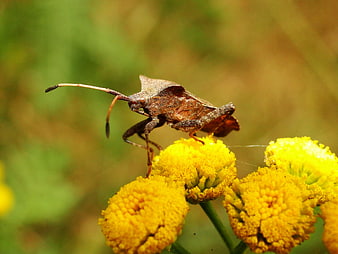 Close-up of a brown stink bug on yellow tansy flowers