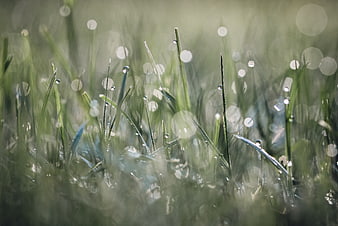 Close-up of green grass blades with morning dew drops and bokeh