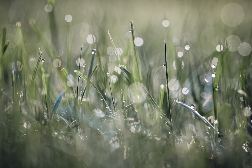Close-up of green grass blades with morning dew drops and bokeh