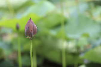 Close-up of a purple lotus bud against green leaves