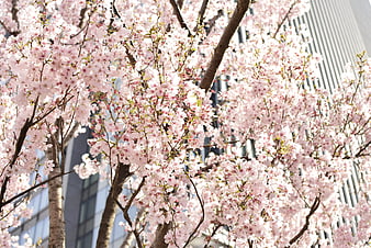 Pink cherry blossoms blooming against modern city architecture