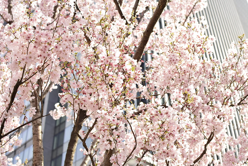 Pink cherry blossoms blooming against modern city architecture