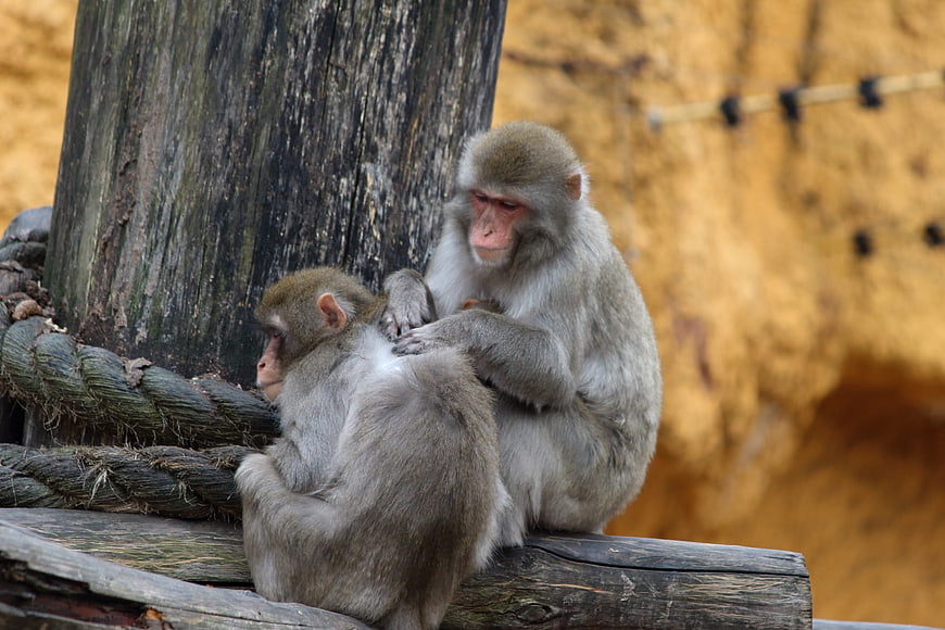 Two Japanese Macaques Grooming on Wooden Log