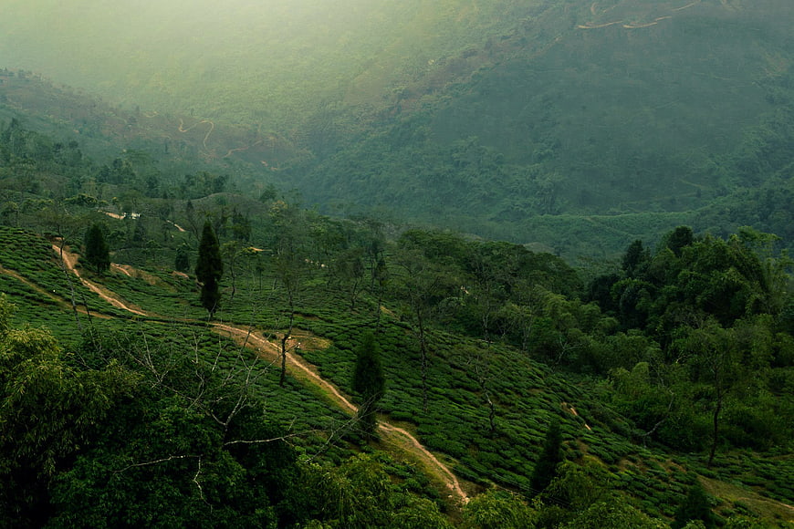 Misty Green Tea Plantations on Rolling Hills