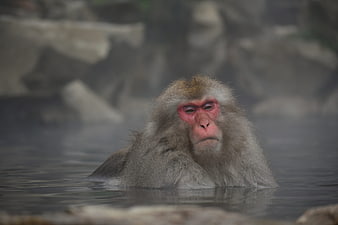 Japanese Macaque Bathing in Steaming Hot Spring Water