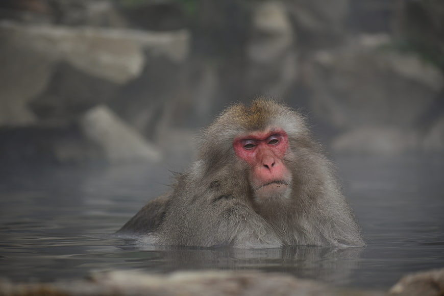 Japanese Macaque Bathing in Steaming Hot Spring Water