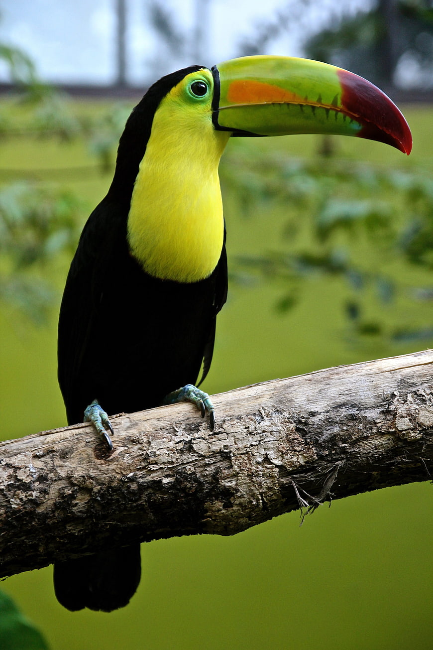 Keel-billed Toucan Perched on Branch in Tropical Forest