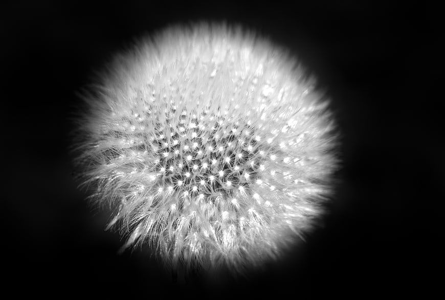 Black and white macro dandelion seed head on black background