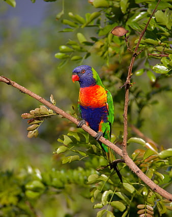 Rainbow Lorikeet Perched on Tree Branch in Nature