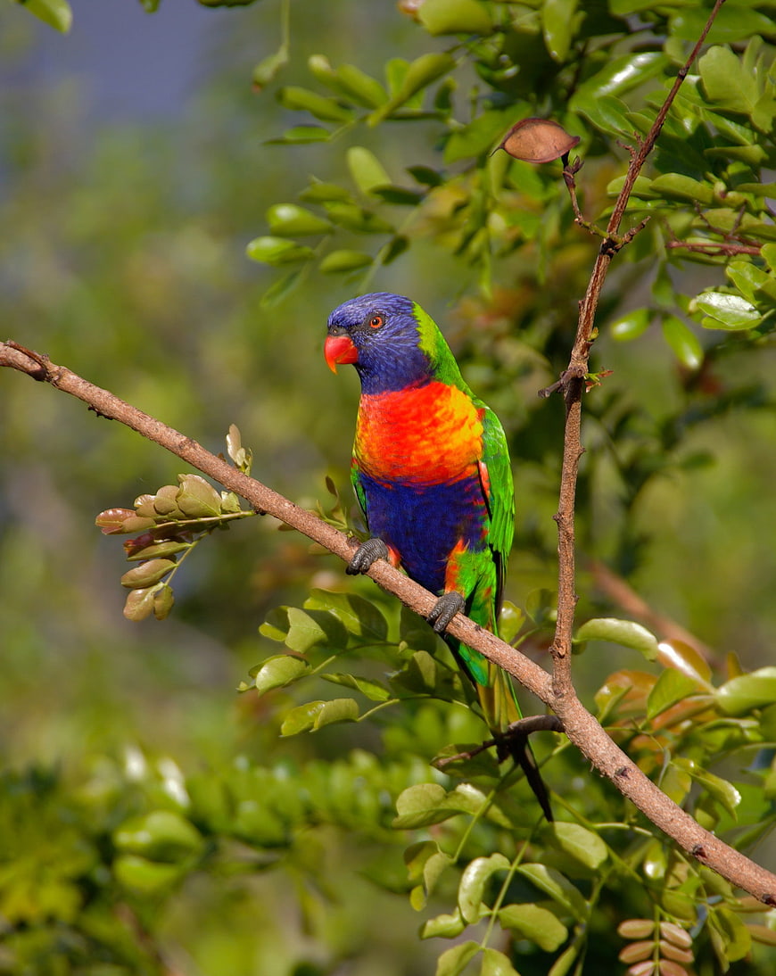 Rainbow Lorikeet Perched on Tree Branch in Nature
