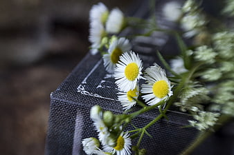 Close-up of white daisies on dark textured fabric