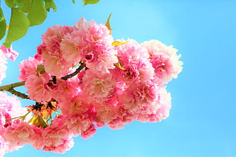 Pink Cherry Blossoms Against Blue Sky