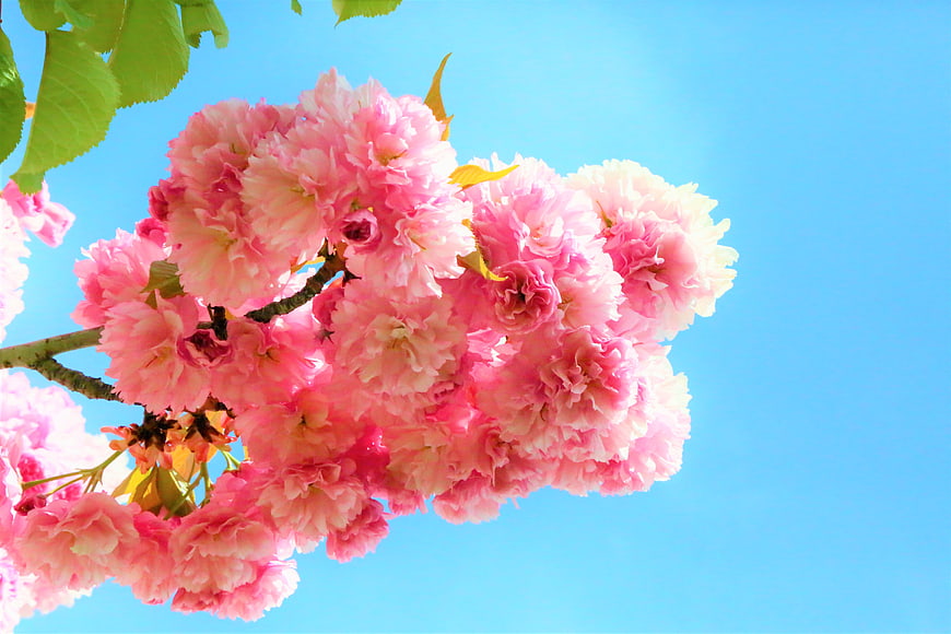 Pink Cherry Blossoms Against Blue Sky