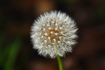 Close-up of a white dandelion seed head against a blurred background