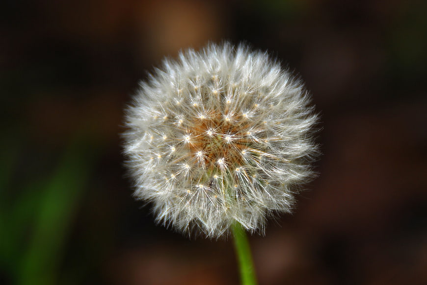 Close-up of a white dandelion seed head against a blurred background