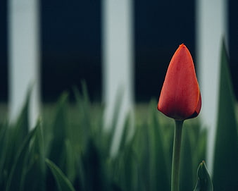 Single Red Tulip Bud Against Blurred Background