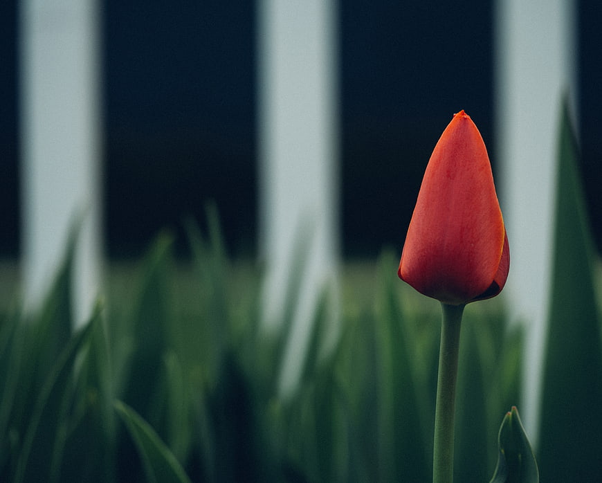 Single Red Tulip Bud Against Blurred Background