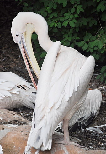 White Pelican Preening Feathers in Natural Habitat