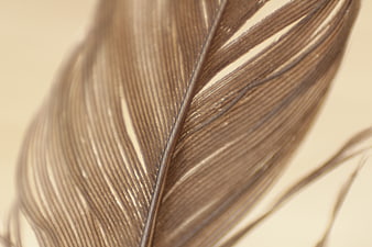 Close-up of brown feather texture on beige background