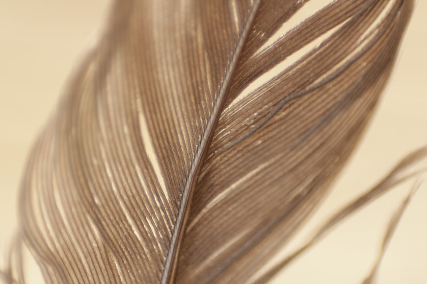 Close-up of brown feather texture on beige background