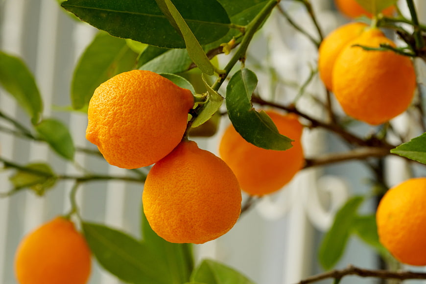 Fresh ripe oranges hanging on a tree branch with green leaves