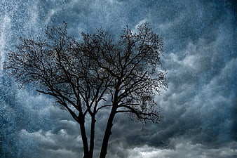 Silhouette of bare trees against dramatic stormy sky