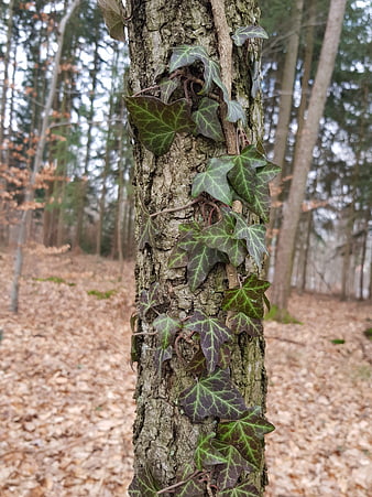 Ivy Leaves Climbing Tree Trunk in Forest