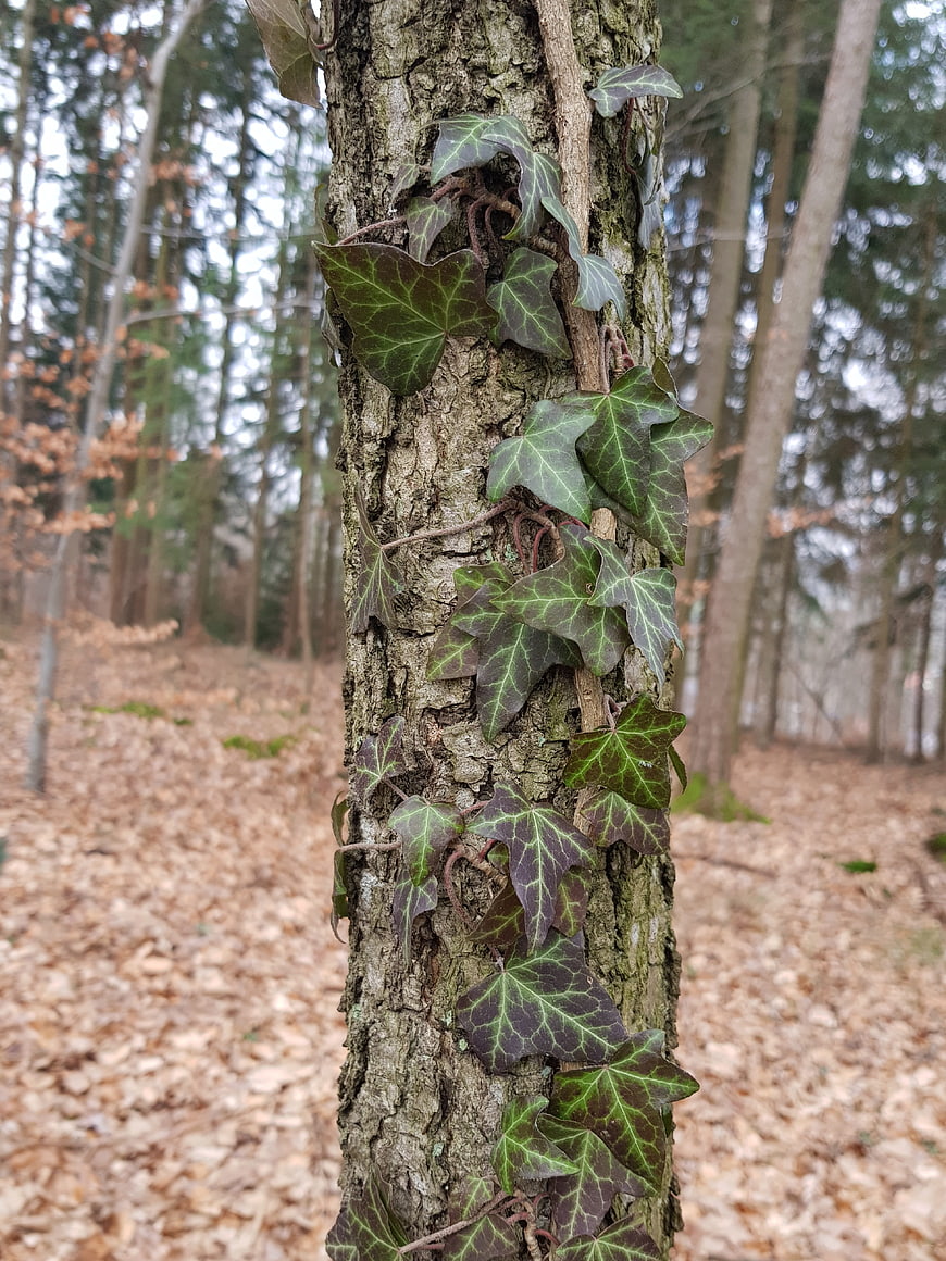 Ivy Leaves Climbing Tree Trunk in Forest