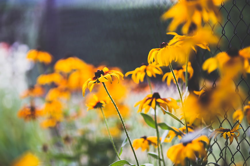 Yellow Black-Eyed Susans Blooming Near Chain Link Fence