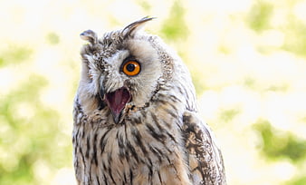 Close-up of a Long-eared Owl with Open Beak