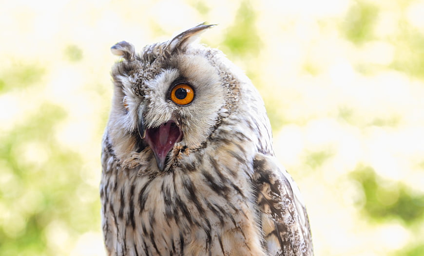 Close-up of a Long-eared Owl with Open Beak