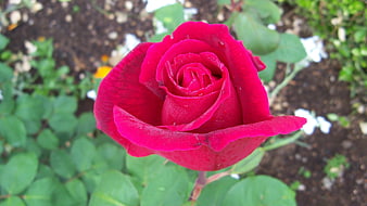 Close-up of a vibrant red rose in a garden