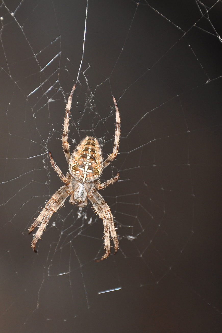 Close-up of a Garden Spider on a Web