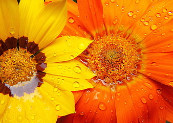 Close-up of vibrant orange and yellow gazania flowers with water droplets