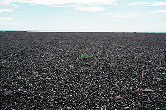 Lone green plant growing on black volcanic pebble beach