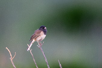 Dark-eyed Junco perched on a branch with blurred green background