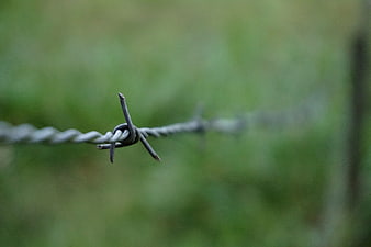 Close-up of barbed wire fence against blurred green background