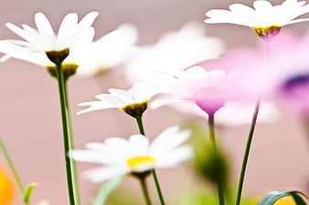 Soft Focus White Daisies with Pink Background