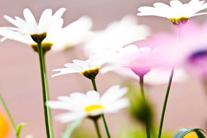 Soft Focus White Daisies with Pink Background