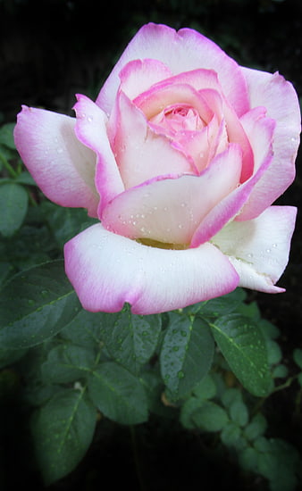 Close-up of Pink and White Rose with Water Droplets