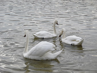 Three white swans swimming in rippling lake water