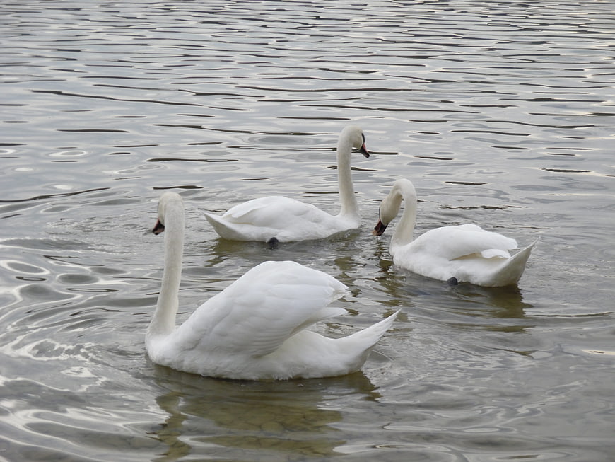 Three white swans swimming in rippling lake water