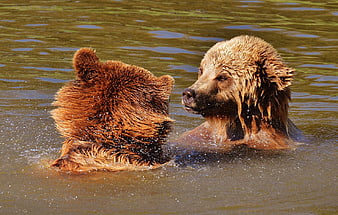 Two brown bears playing and splashing in a river