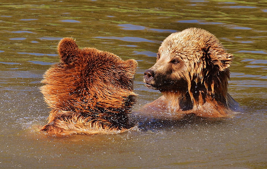 Two brown bears playing and splashing in a river